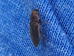 Phaenops
