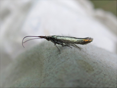 Coleophora deauratella