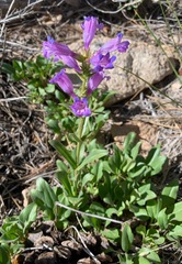 Penstemon papillatus