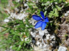 Gentiana brachyphylla