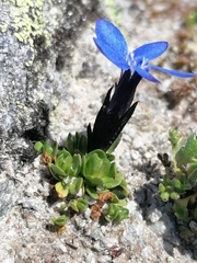 Gentiana brachyphylla