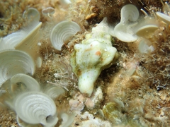 Tarantinaea lignaria