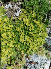 Cherleria sedoides