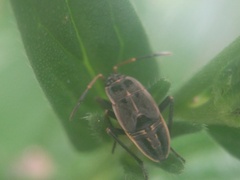 Graptopeltus lynceus