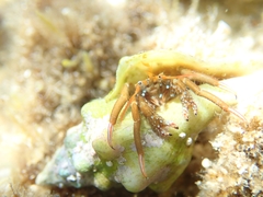 Tarantinaea lignaria