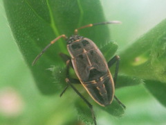 Graptopeltus lynceus