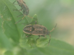 Graptopeltus lynceus
