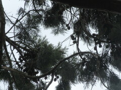 Sequoiadendron giganteum