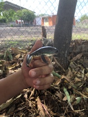 Agalychnis dacnicolor