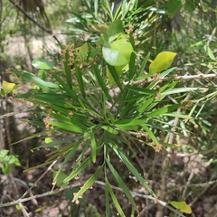 Phyllanthus angustifolius