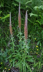 Digitalis parviflora