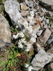 Androsace obtusifolia