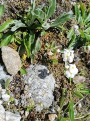 Androsace obtusifolia