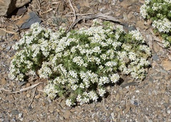 Leptosiphon nuttallii pubescens