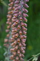 Digitalis parviflora
