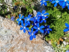 Gentiana bavarica subacaulis