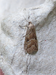 Hypenodes caducus