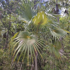 Coccothrinax