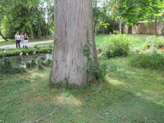 Sequoiadendron giganteum