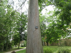 Taxodium distichum