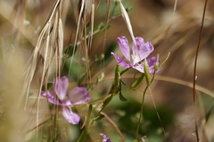 Clarkia biloba