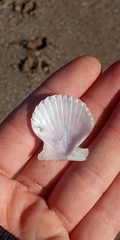 Aequipecten tehuelchus