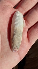 Cyrtopleura lanceolata