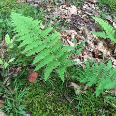 Athyrium asplenioides