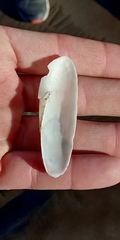 Cyrtopleura lanceolata