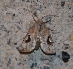 Hypotrix lunata
