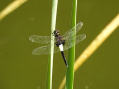 Pseudothemis zonata