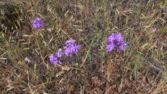 Dichelostemma multiflorum