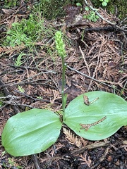 Platanthera orbiculata