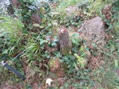 Taxodium distichum
