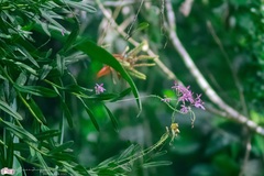 Epidendrum flexuosum