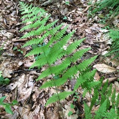 Athyrium asplenioides