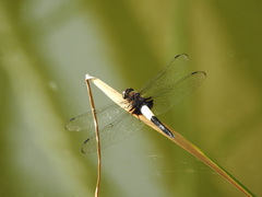 Pseudothemis zonata