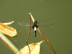 Pseudothemis zonata