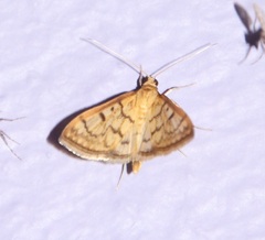 Hahncappsia huachucalis