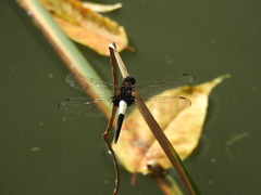 Pseudothemis zonata