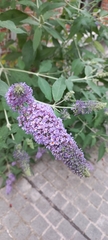 Buddleja davidii