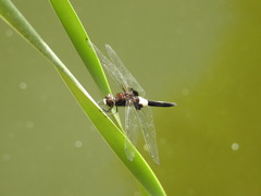 Pseudothemis zonata