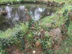 Taxodium distichum
