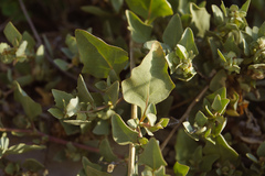 Atriplex maximowicziana