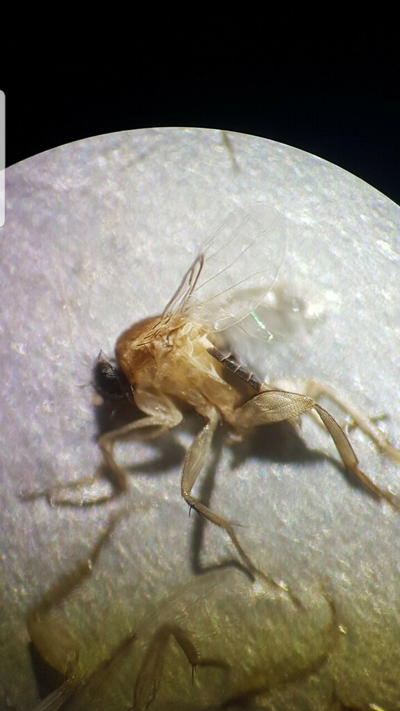 Hump-backed fly