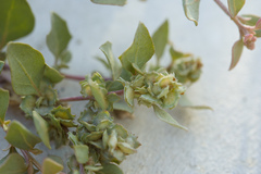 Atriplex maximowicziana