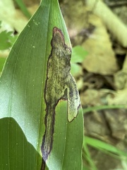 Parallelomma vittatum