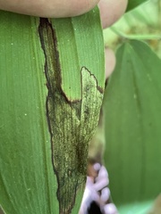 Parallelomma vittatum