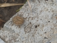 Dolycoris