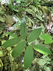 Parallelomma vittatum